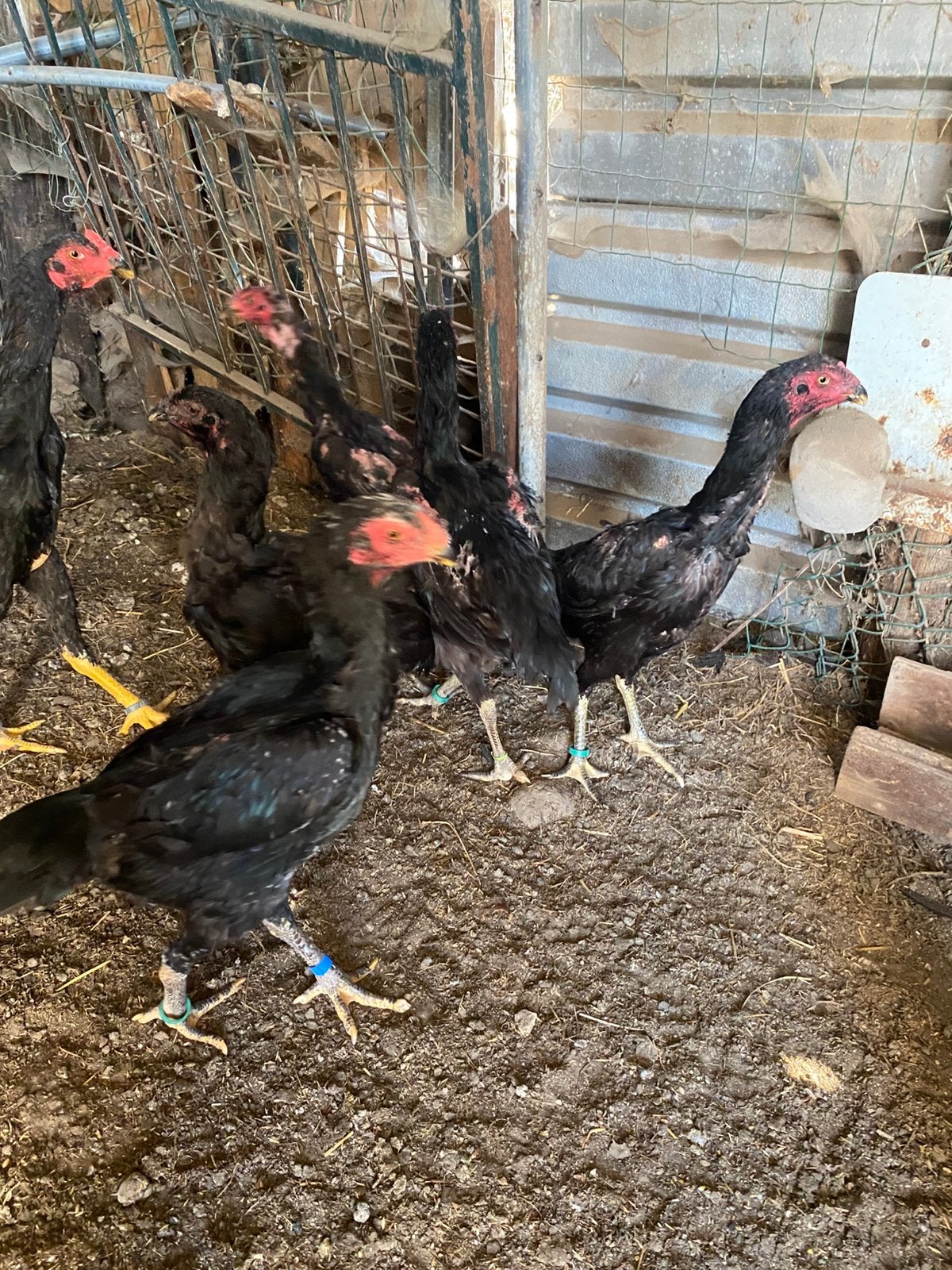 Shamos hennen en hanen, Dieren en Toebehoren, Pluimvee