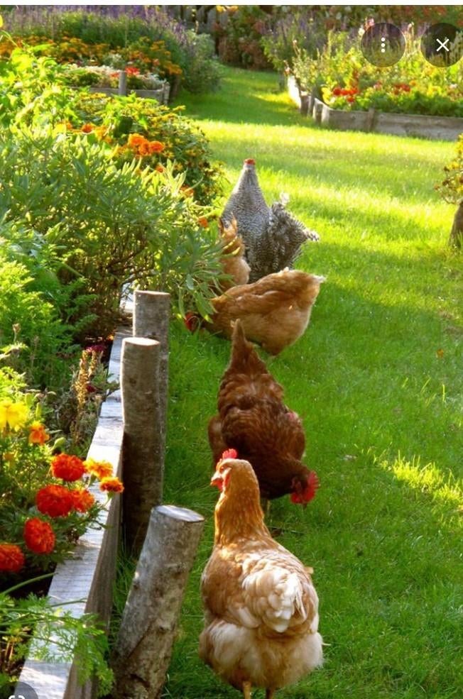 Vers eieren uit eigen tuin, Ophalen