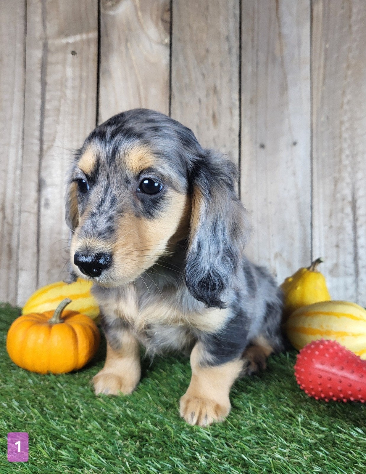 langharige Caninchen Teckel / Dachshund/ Teckel, Dieren en Toebehoren, Kaninchen, België, CDV (hondenziekte), 8 tot 15 weken