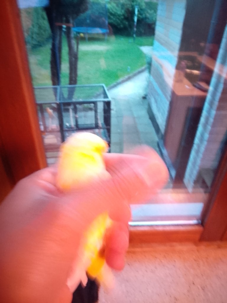 Vogels, Mâle