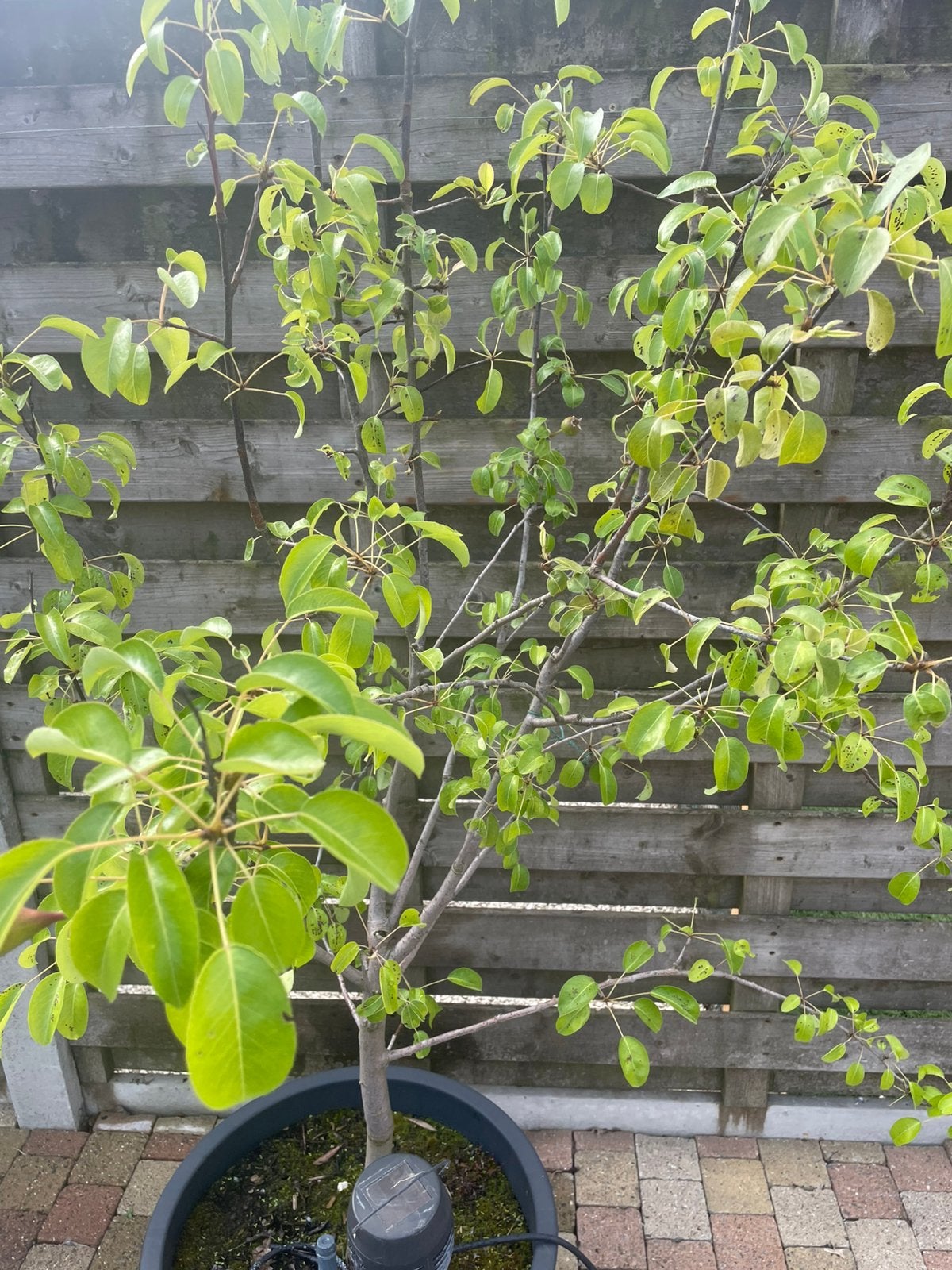 Planten, Ophalen