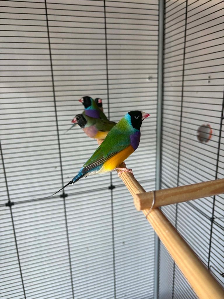 gouldamandine 2026, Animaux & Accessoires, Oiseaux | Oiseaux Autre, Mâle, Oiseau tropical, Bagué