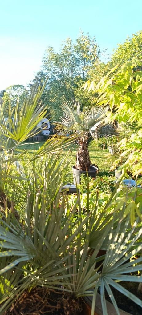 Brahea armata palmboom met zilverkleurig blad, Tuin en Terras, Ophalen of Verzenden
