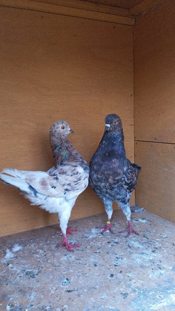 Koppels sierduiven duiven modena, Meerdere dieren, Overige soorten