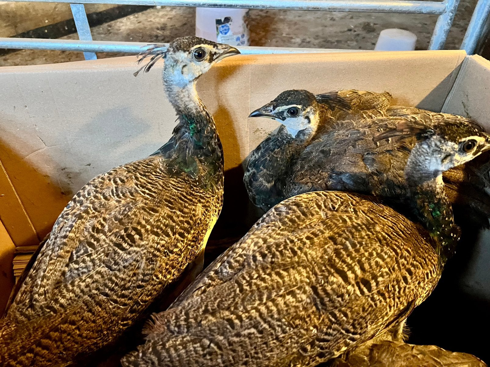 Blaiwe boerenpauw man, Dieren en Toebehoren