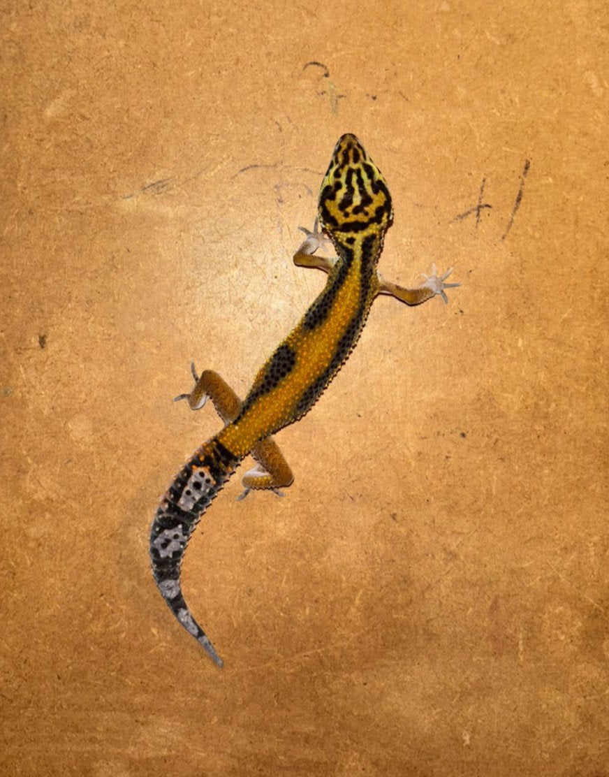 Jonge luipaardgekko, Dieren en Toebehoren, Reptielen en Amfibieën