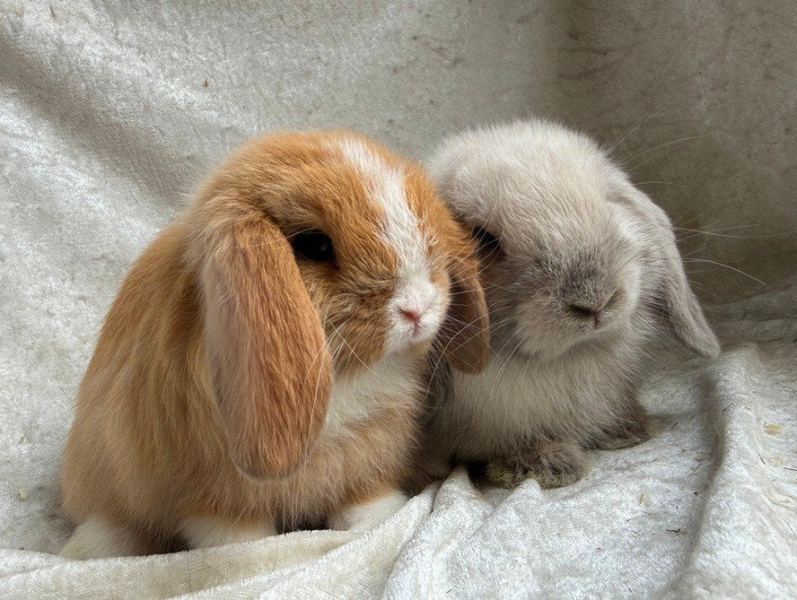 Geweldig mooi koppeltje lieve handtamme Minilop konijntjes, Dieren en Toebehoren, Konijnen, Meerdere dieren, Klein, Hangoor, 0 tot 2 jaar