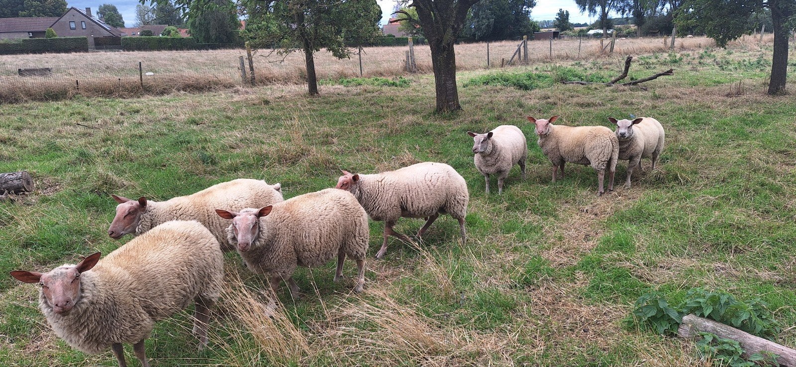 agnelles rouge inscrite, Animaux & Accessoires, Femelle, Mouton, 0 à 2 ans