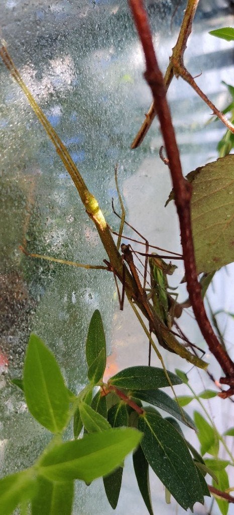 Pseudosermyle phalangiphora wandelende tak, Dieren en Toebehoren, Wandelende tak