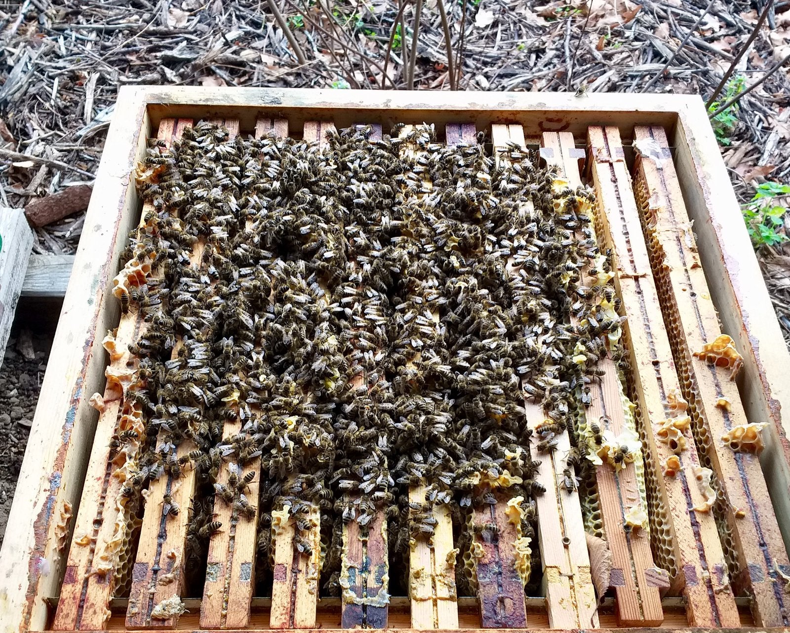Bijenvolkjes te koop, Abeilles