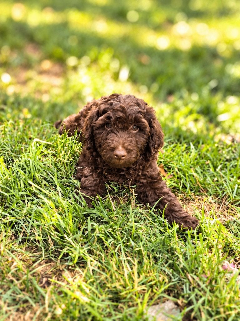 chiot labradoodle à la recherche d'un panier doré!, Chien (mâle), Maladie de Carré (chiens), Belgique, Taille moyenne