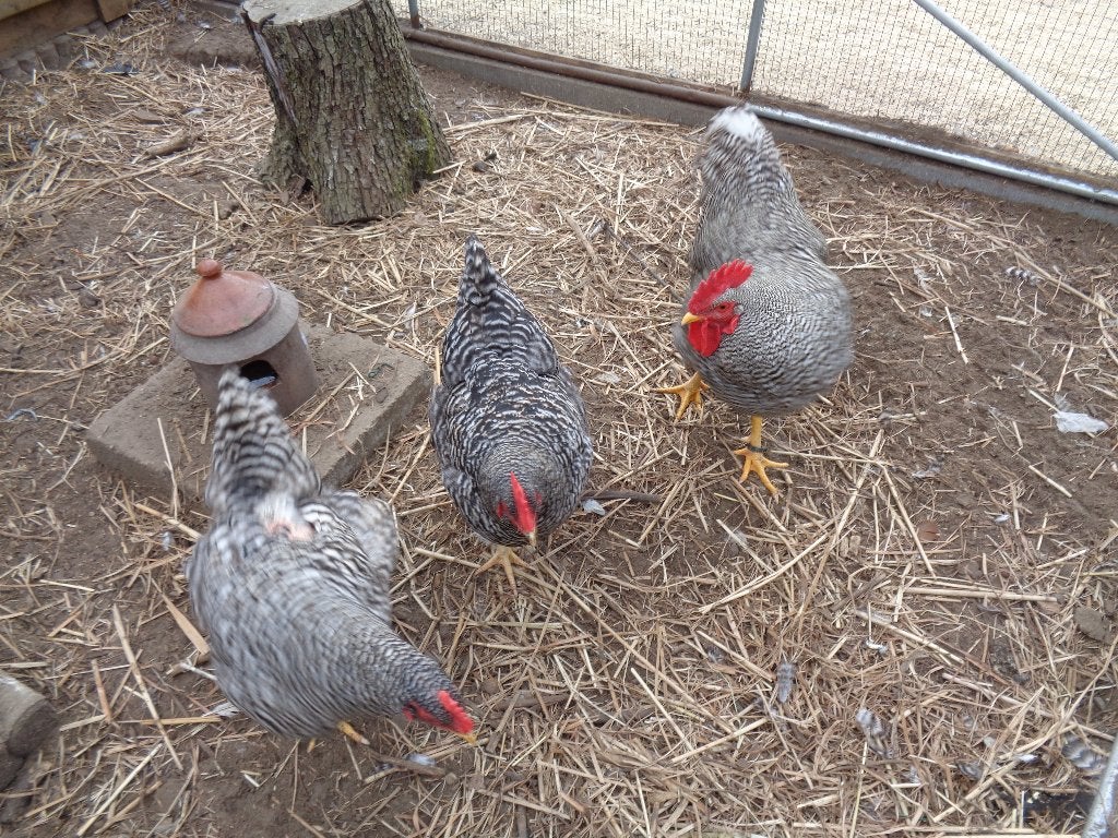 kippen : Amrock haan, Dieren en Toebehoren, Mannelijk, Kip