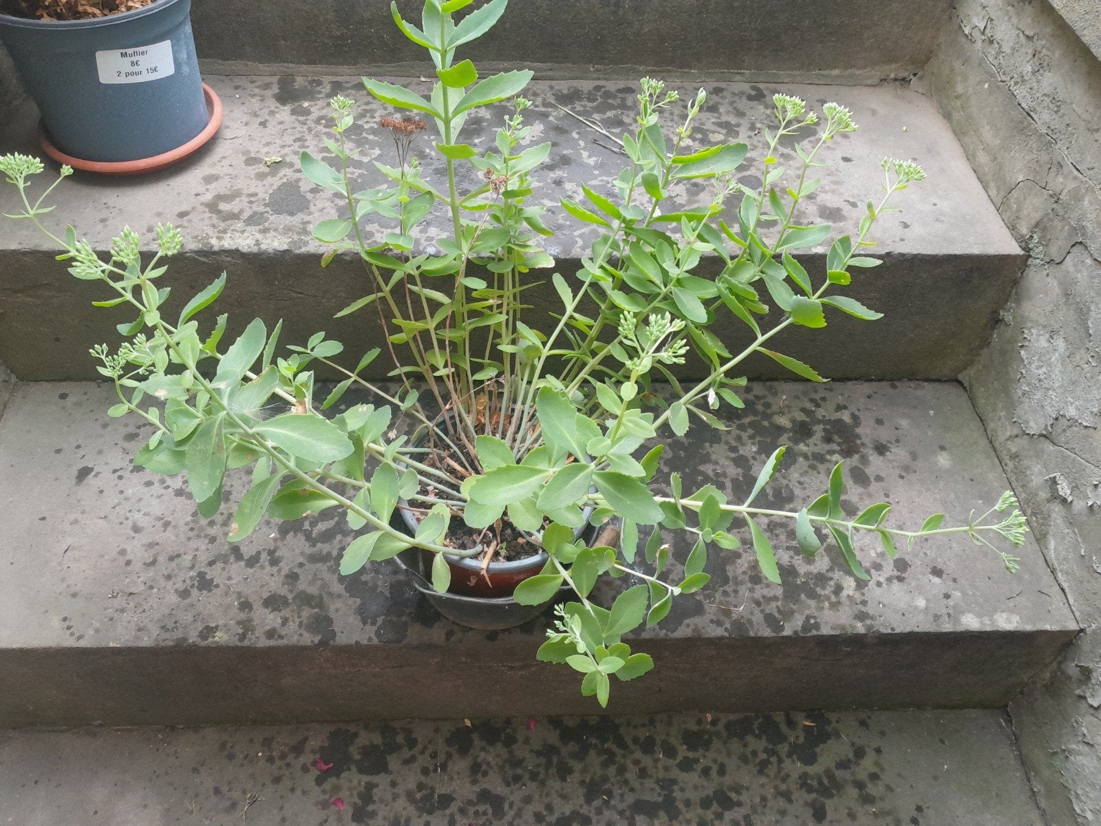 Plantes : sedum, Jardin & Terrasse, Enlèvement, Jardin