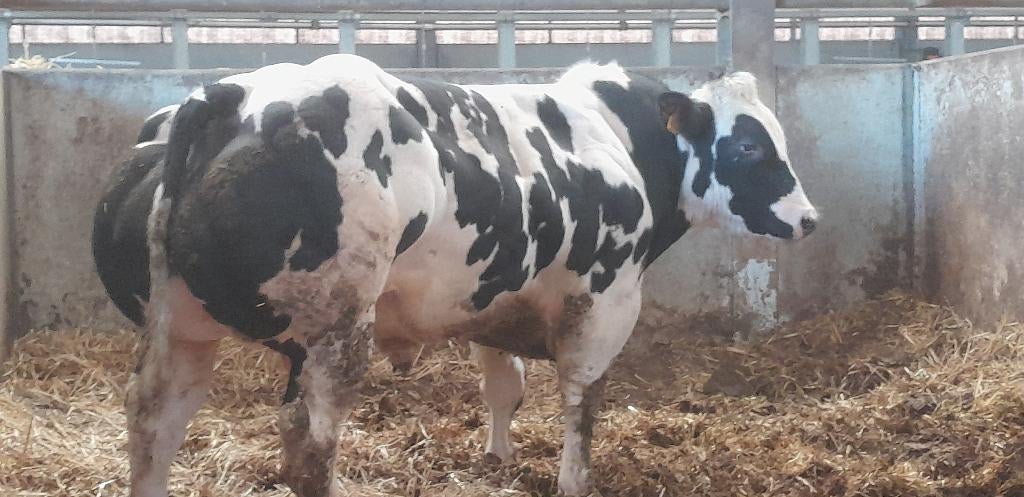 Dekstieren vrij van alle gebreken., Dieren en Toebehoren