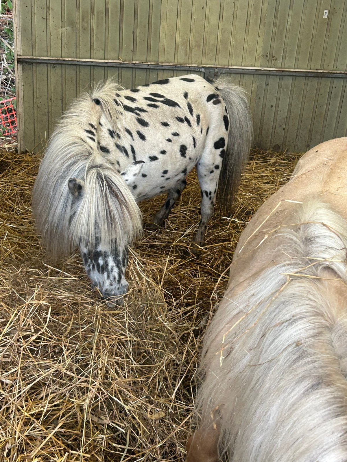 ponys, Dieren en Toebehoren, Pony's, Merrie