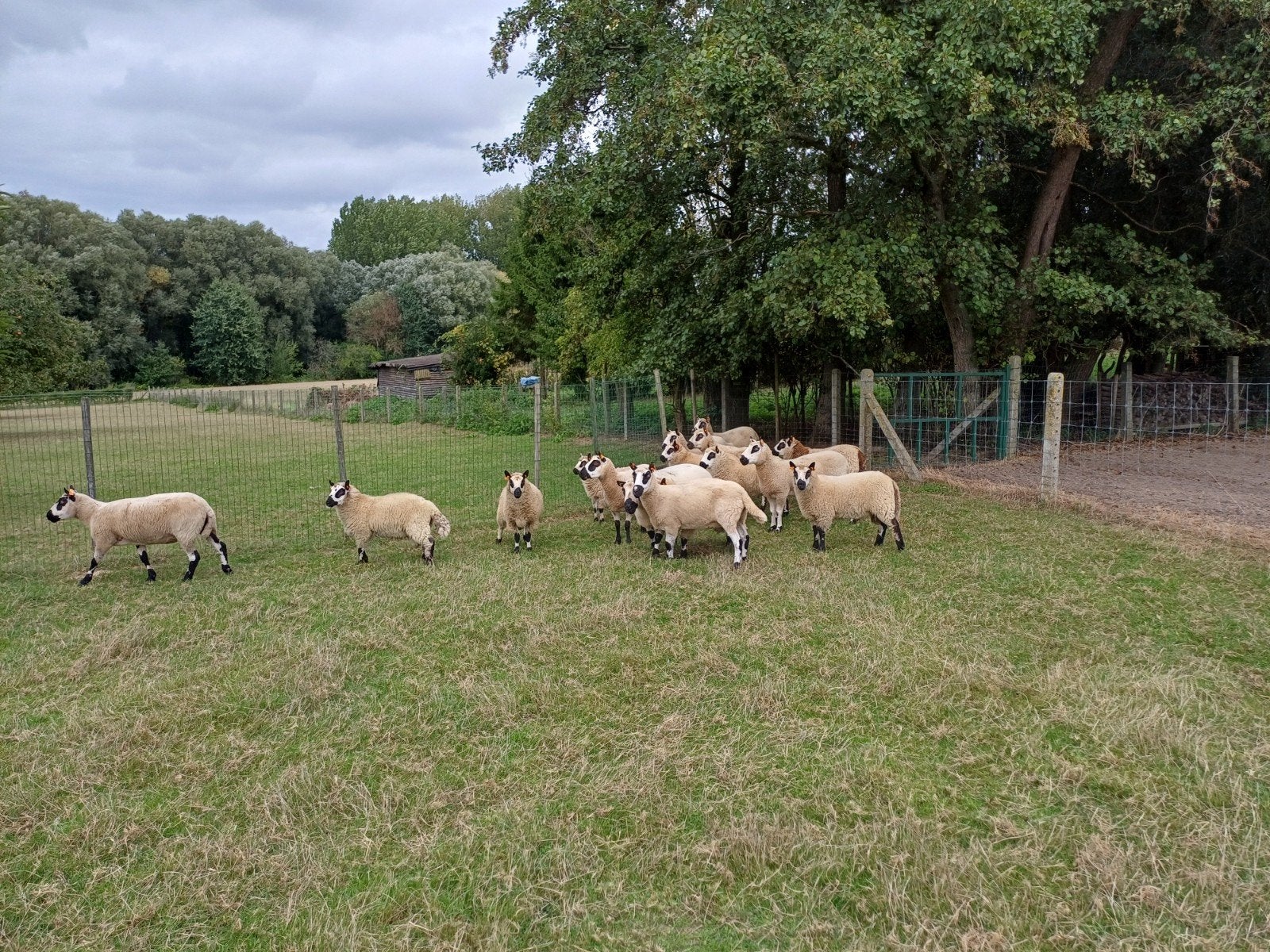 kerry hill ramlammeren dekrammen, Animaux & Accessoires