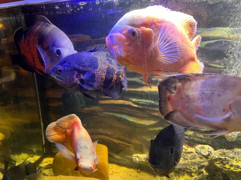 Astronotus ocellatus – Pauwoog Cichlide - Oscar's, Dieren en Toebehoren, Vis, Zoetwatervis