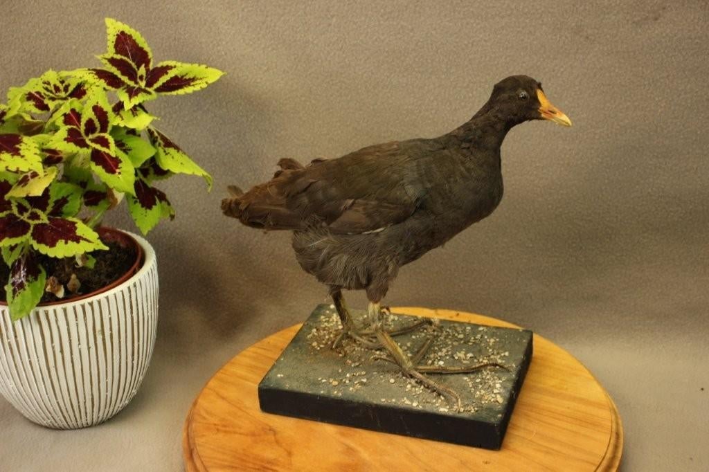 Taxidermie - Opgezette waterhoen, Verzamelen, Ophalen of Verzenden