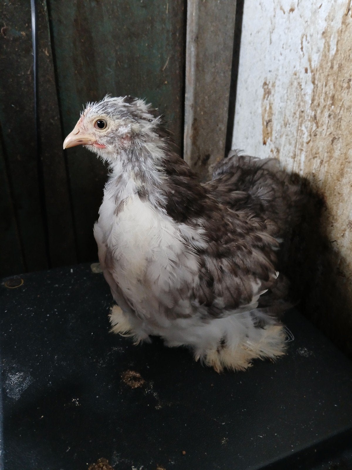 Gezocht cochin kriel