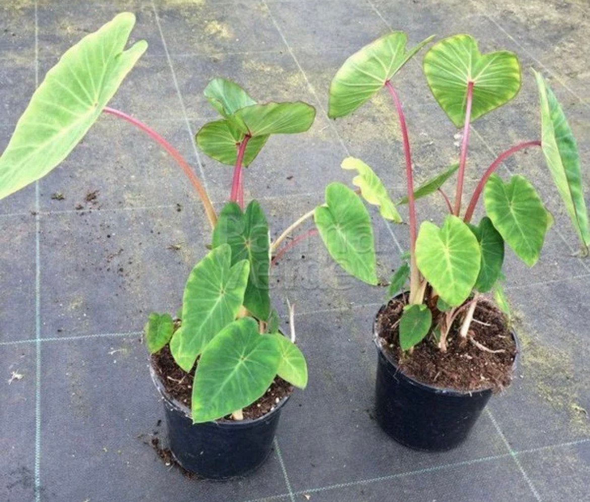 GEZOCHT colocasia pink china, Jardin & Terrasse, Plantes | Jardin, Enlèvement