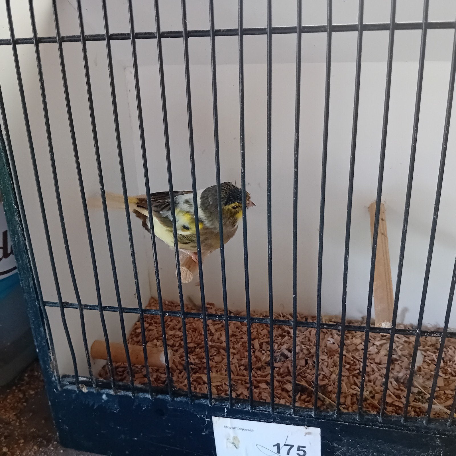 3 poppen van 2024, 2x kuif 15€ en glad 12€, Dieren en Toebehoren, Vogels | Kanaries