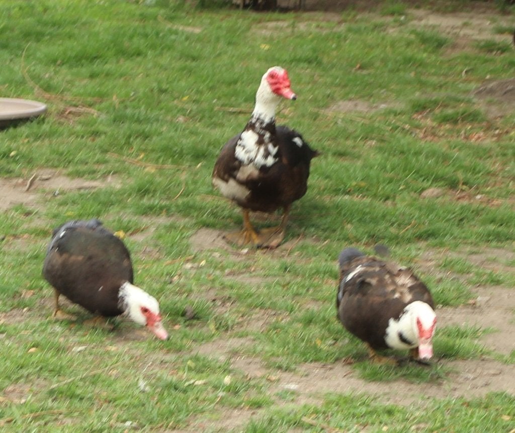 3 x BARBARIE's 1 x HAAN + 2 x HENNEN  (van 2025), Dieren en Toebehoren, Meerdere dieren, Eend