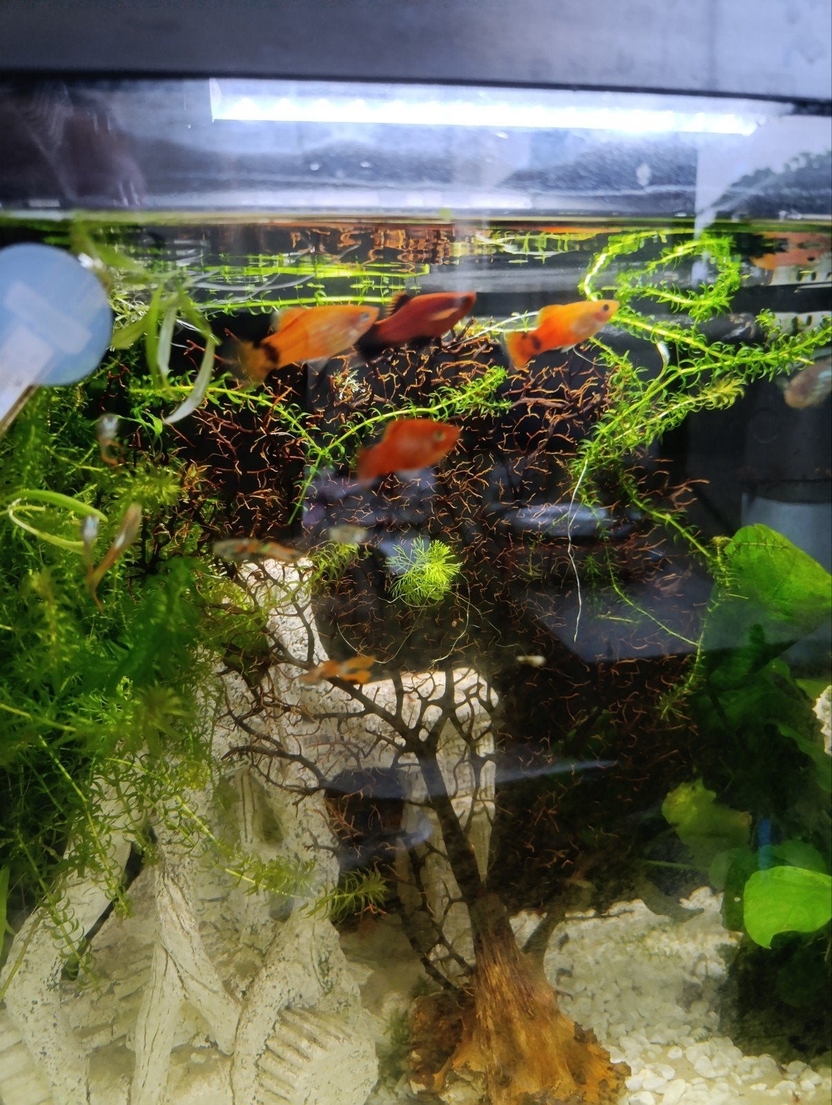 Platy 6 stuks, Animaux & Accessoires