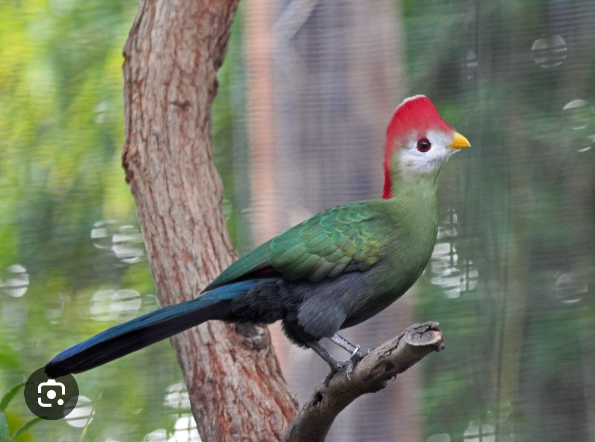 Touraco à huppe rouge, Animaux & Accessoires, Oiseaux | Oiseaux Autre, Plusieurs animaux, Oiseau tropical, Bagué
