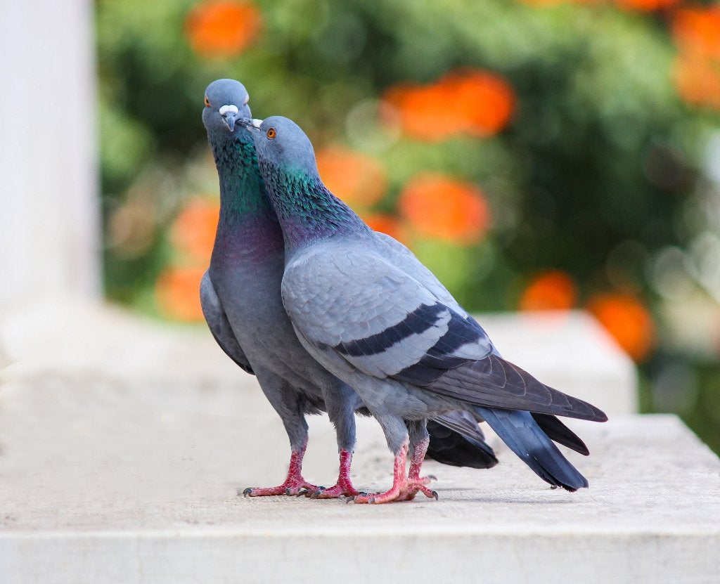 duiven, Dieren en Toebehoren, Vogels | Duiven, Postduif