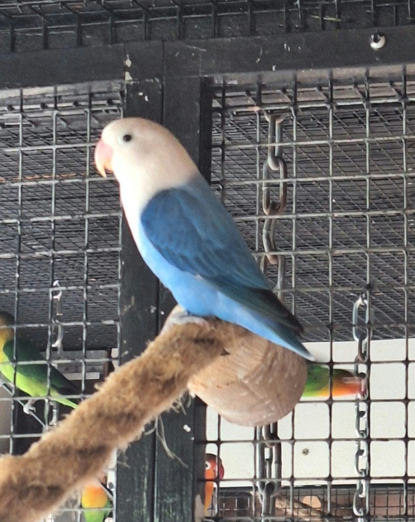 Agapornis Fischeri Broedt rijpe man, Dieren en Toebehoren, Mannelijk, Dwergpapegaai of Agapornis, Geringd