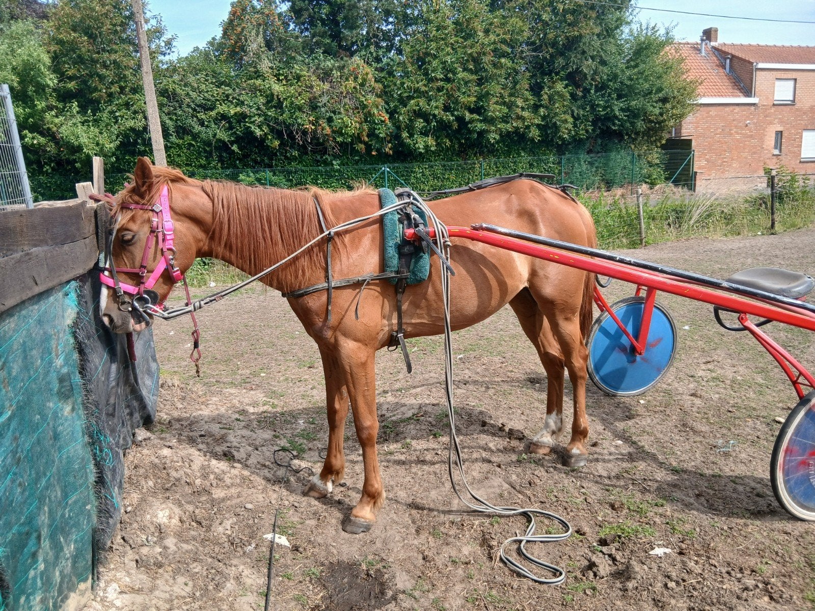 Draver, Dieren en Toebehoren, Paarden, Ruin
