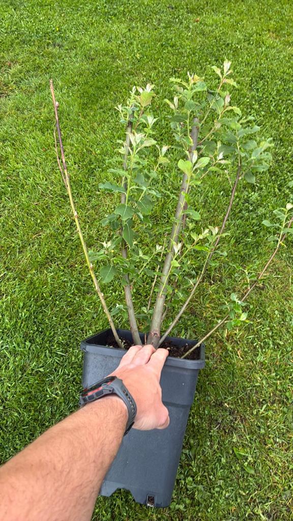 Salix caprea bögelsack, Tuin en Terras, Ophalen