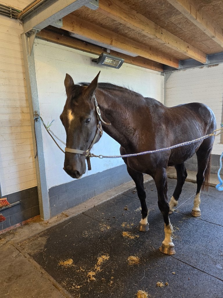 13 jarige non stop zwart witte merrie, Jument, 165 à 170 cm, Cheval de récréation, 11 ans ou plus