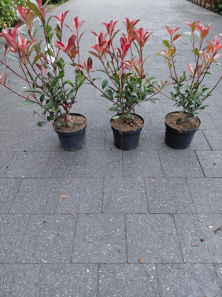 Photinia Carrè Rouge, Tuin en Terras, Ophalen