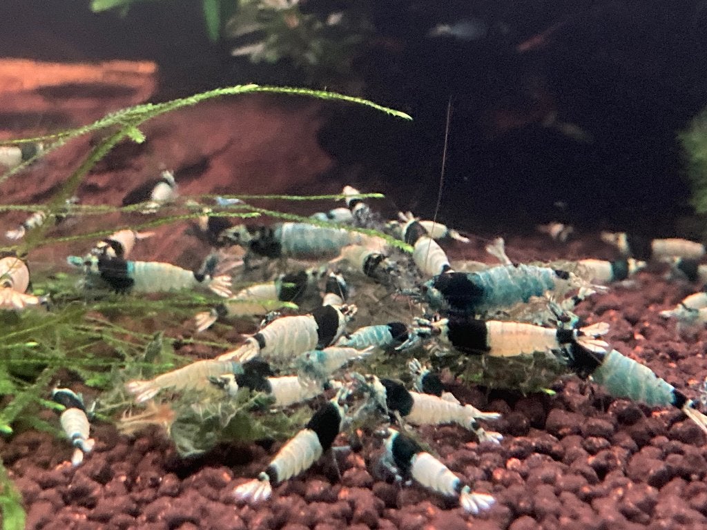 Shadow Mosura, Animaux & Accessoires, Poissons | Poissons d'aquarium, Poisson d'eau douce, Homard, Crabe ou Crevette, Banc de poissons