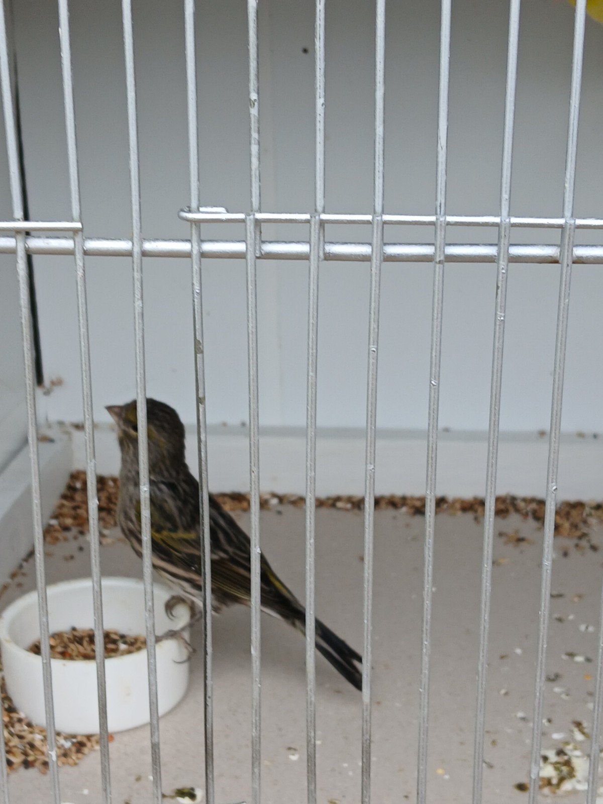 Kanarie mannen, Dieren en Toebehoren, Mannelijk, Kleurkanarie