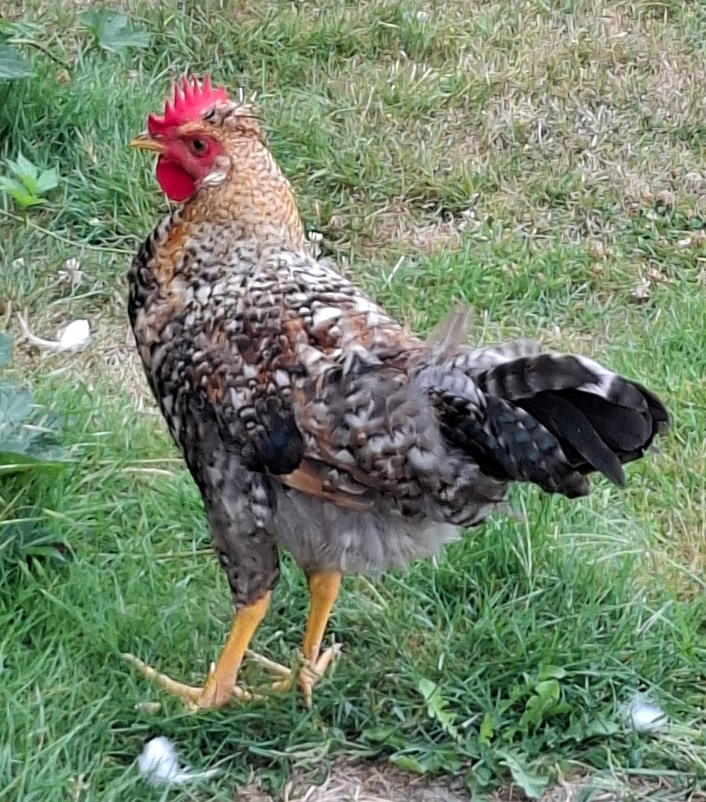Jonge sterke haan, cream legbar, Animaux & Accessoires, Volatiles, Poule ou poulet