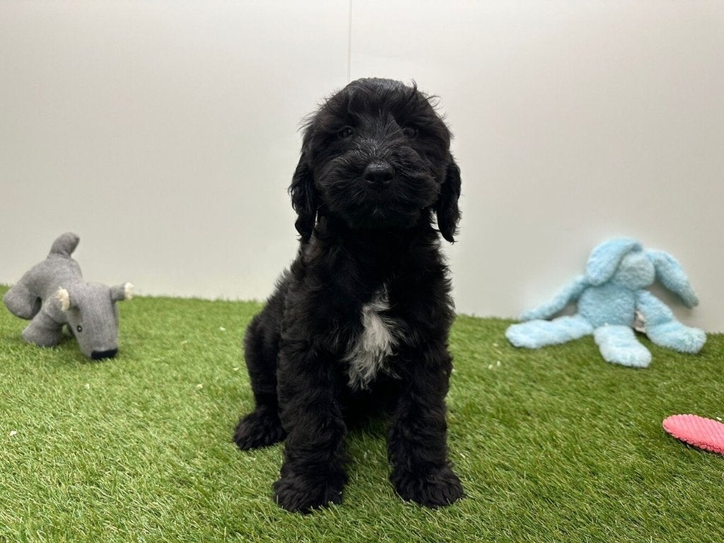 Cockapoo puberpups