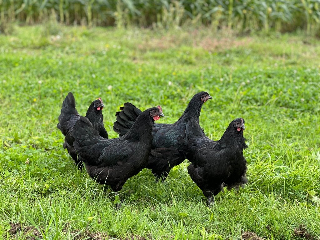 Jonge tamme Australorp kippen gesekst en ingeënt, Femelle, Poule ou poulet