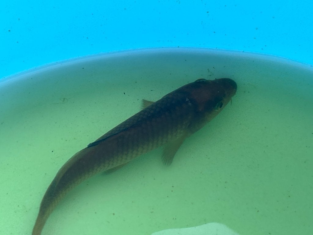 Donkere Chagoi - koi 15cm, Carpe ou Koï