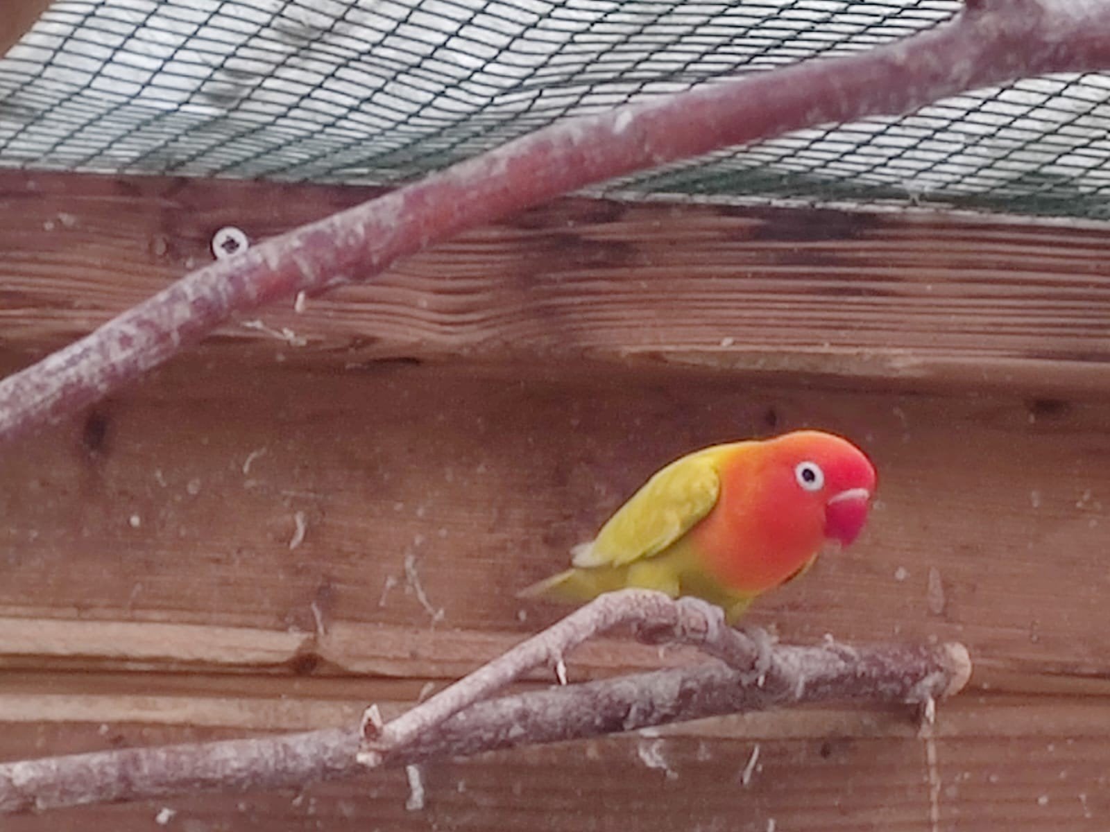 vogels ficherie