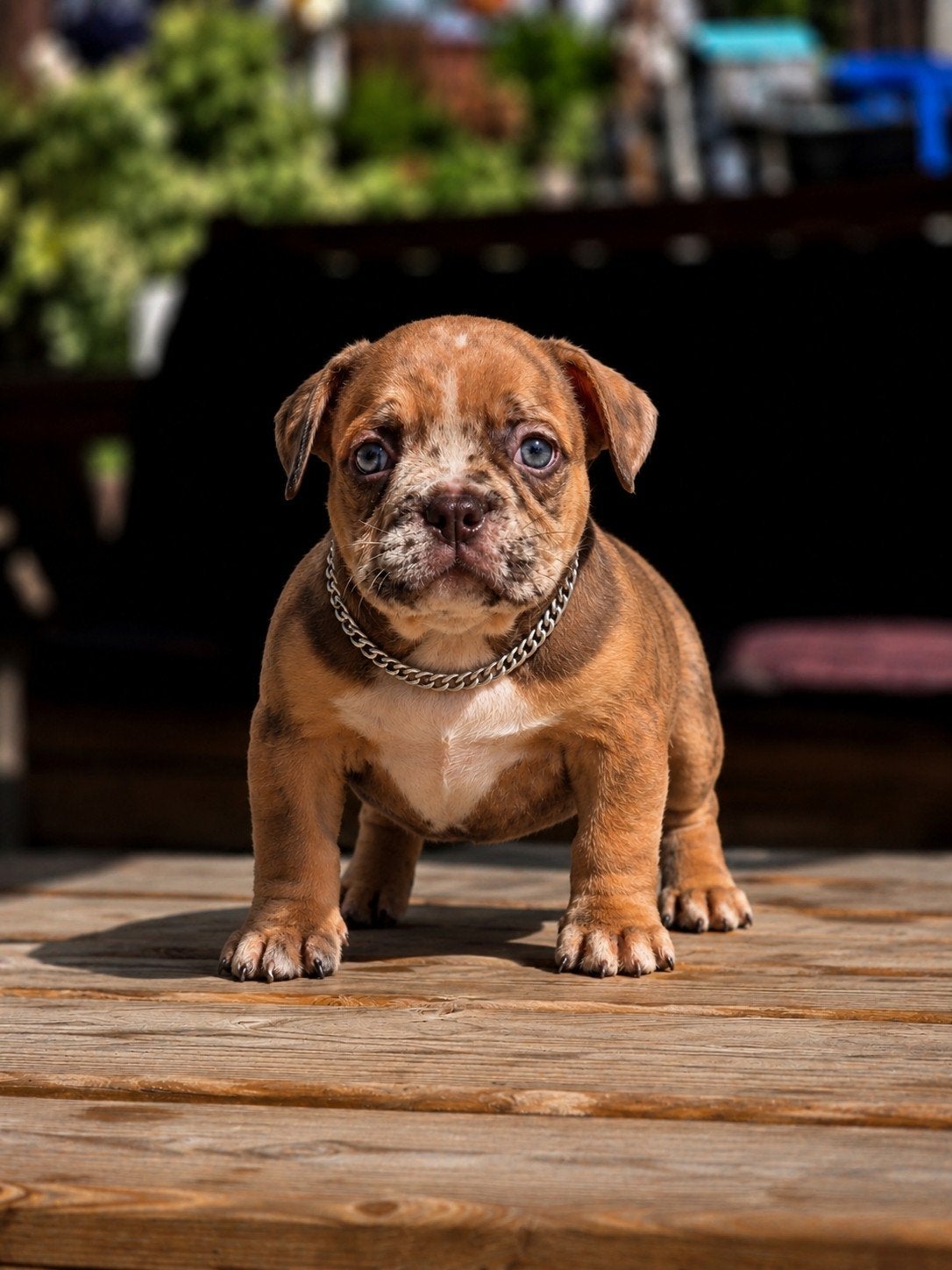 American MICRO bully pups!, Maladie de Carré (chiens), 8 à 15 semaines, Bouledogue, Plusieurs