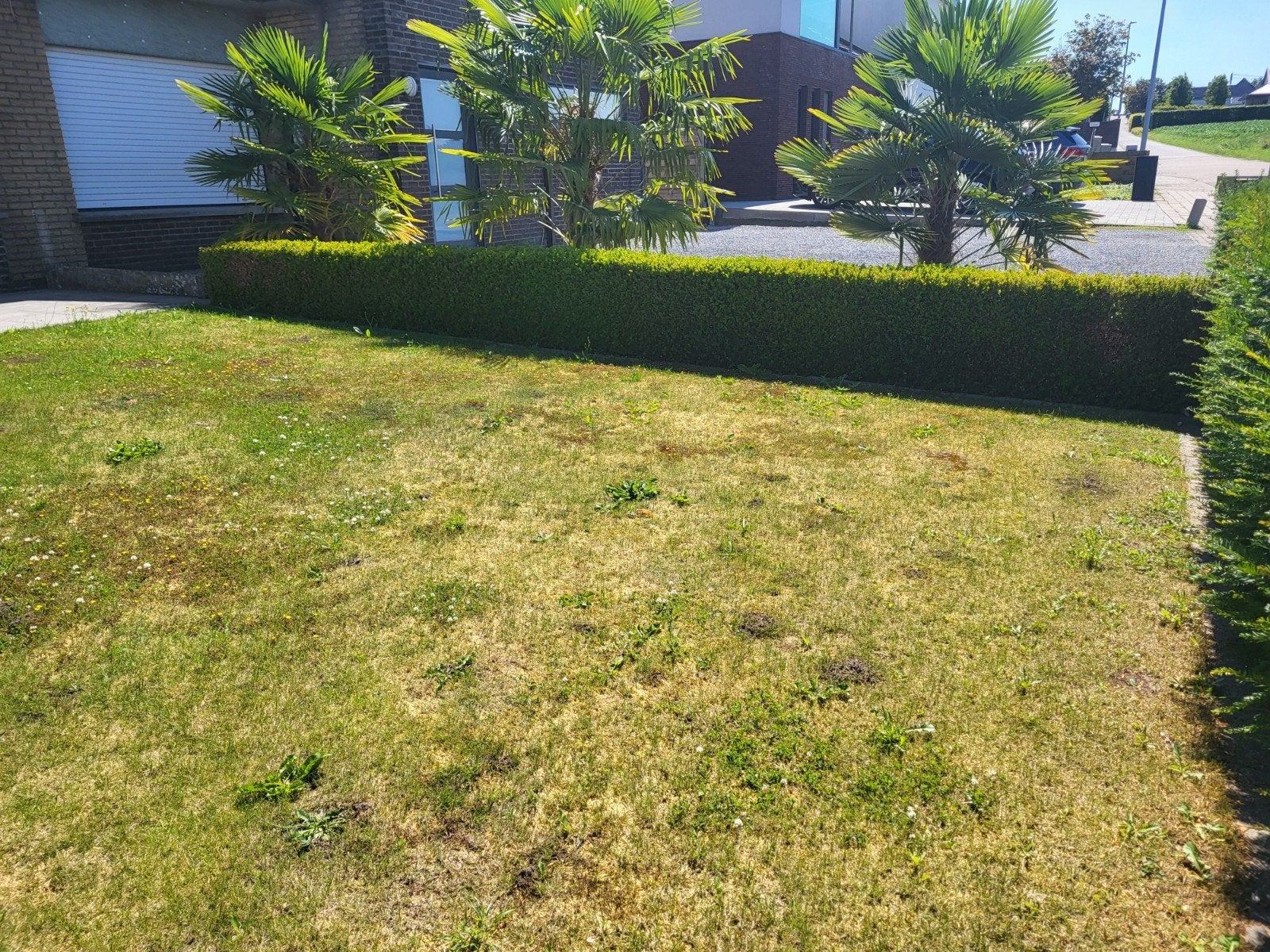 Buxus 7m20 60 cm hoog zelf uithalen, Ophalen