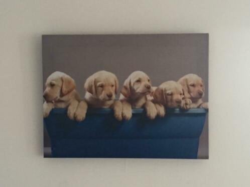 Cadre Poster Chiots, 30 cm, Cadre poster, Enlèvement ou Envoi, Comme neuf