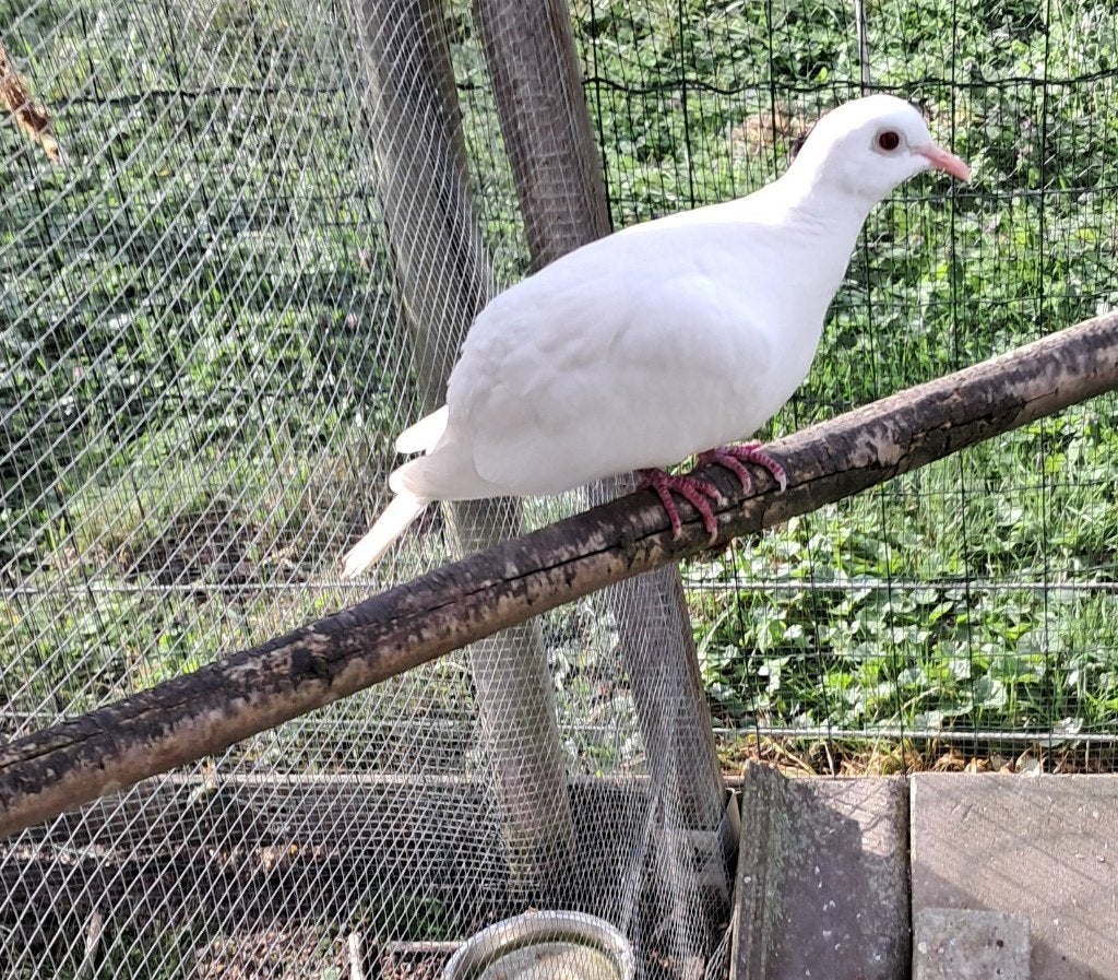 jeunes pigeons, Plusieurs animaux, Tourterelle