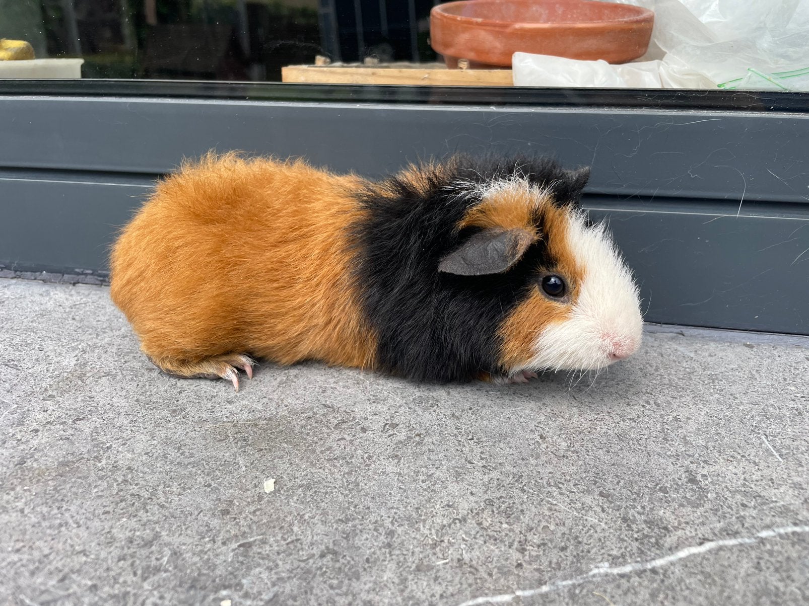 Teddy cavia, Mâle, Domestique, Avril, Cobaye