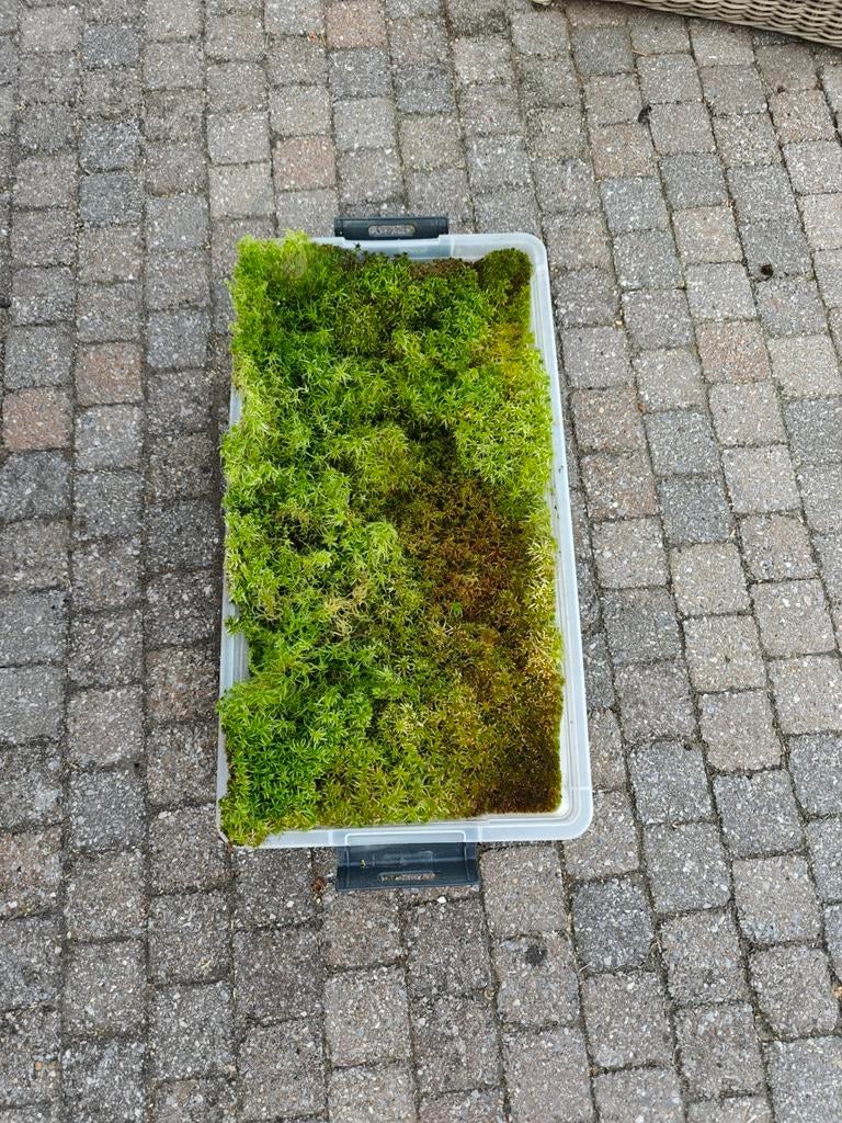 Sphagnum moss - veenmos - zelfgekweekt, Tuin en Terras, Ophalen of Verzenden, Zo goed als nieuw