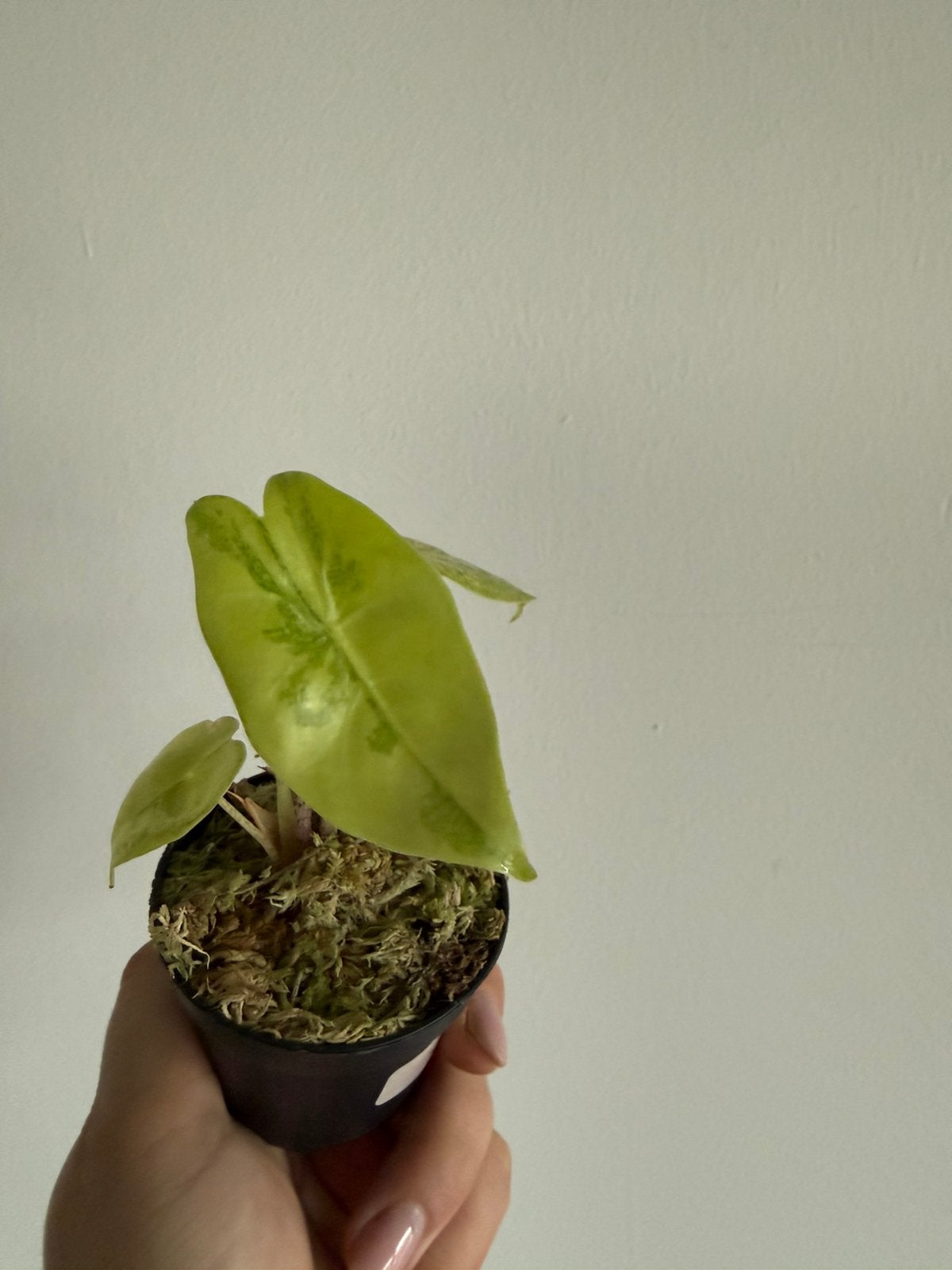 Alocasia Longiloba Aurea, Overige soorten, Minder dan 100 cm, Groene kamerplant, Halfschaduw