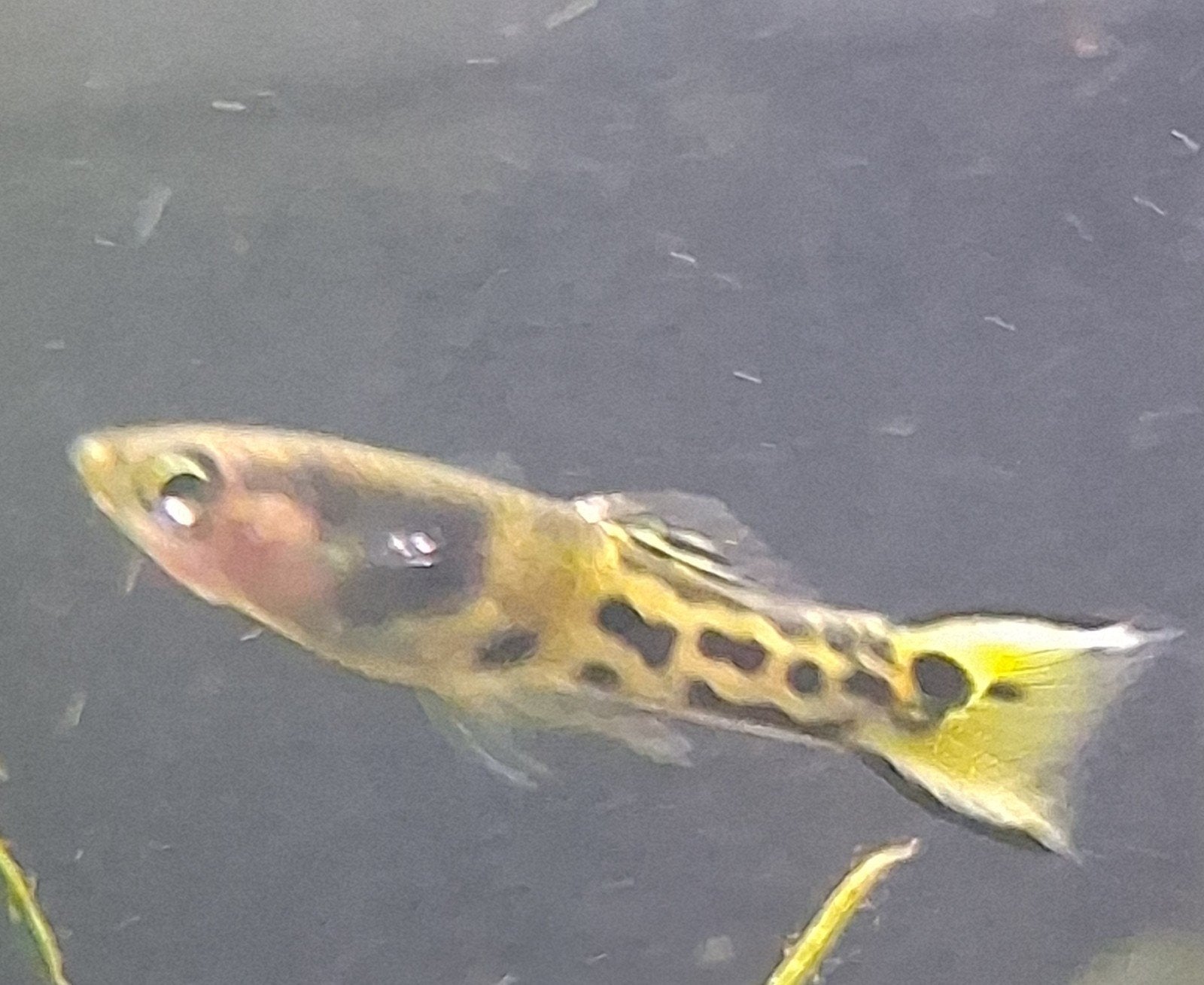 Endler (tiger) guppy's, Dieren en Toebehoren, Vis, Zoetwatervis