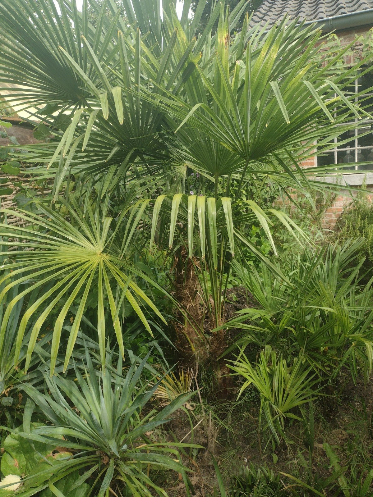 Palmboom Fortunae, Jardin & Terrasse, Plantes | Arbres, Enlèvement, En pot, Palmier